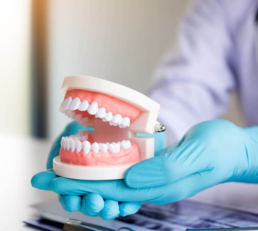 Dentist in blue gloves holding dental model showing teeth structure and alignment.